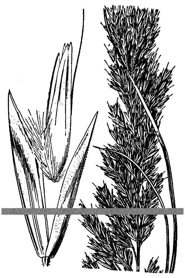Image de Deschampsia cespitosa subsp. holciformis (J. Presl) W. E. Lawr.