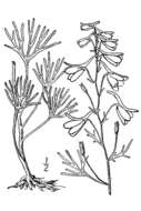 Image of twolobe larkspur