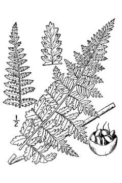 Image of eastern hayscented fern