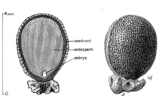 Image of tree poppy