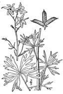 Image of dwarf larkspur