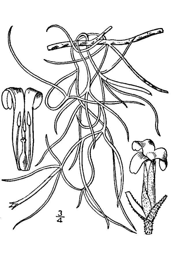 Sivun Tillandsia usneoides (L.) L. kuva