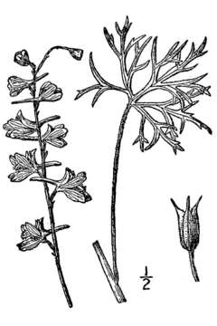 Image of Carolina larkspur