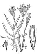 صورة Dianthus armeria L.