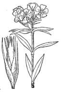 صورة Dianthus barbatus L.