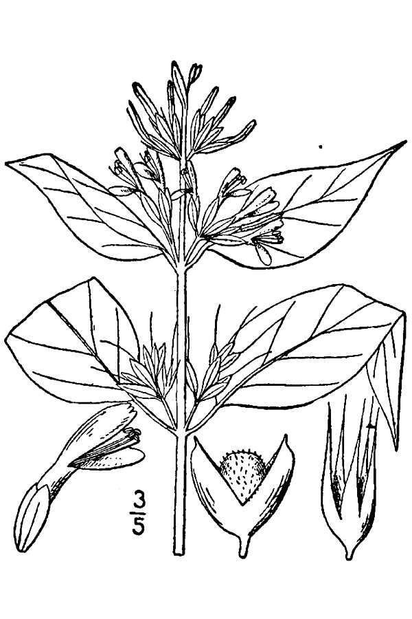 Image de Dicliptera brachiata (Pursh) Spreng.