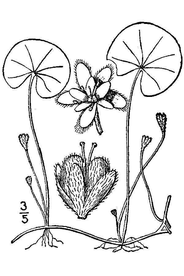 Imagem de Dichondra carolinensis Michx.