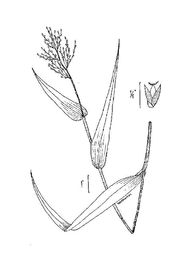 Imagem de Panicum clandestinum L.