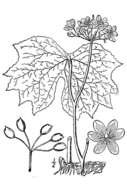 Image de Diphylleia cymosa Michx.