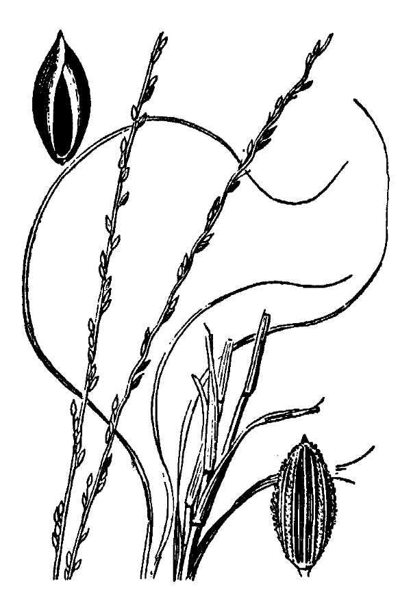 Image of Caribbean crabgrass