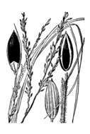 Image of longleaf crabgrass
