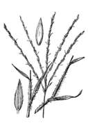 Sivun Digitaria horizontalis Willd. kuva