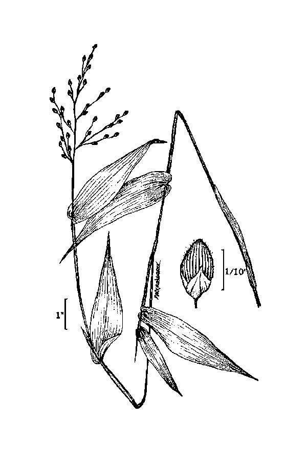 Image of Broad-Leaf Rosette Grass