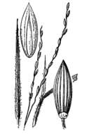 Image de Digitaria pauciflora Hitchc.