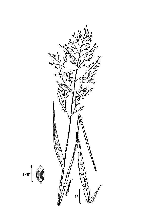 Imagem de Panicum scabriusculum Elliott