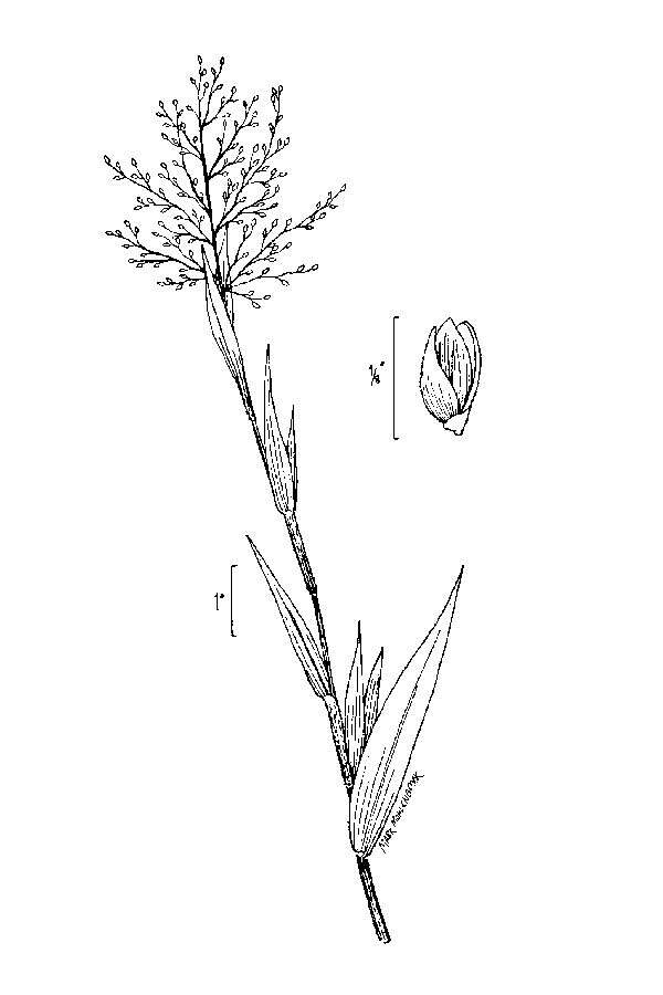 Imagem de Panicum scoparium Lam.