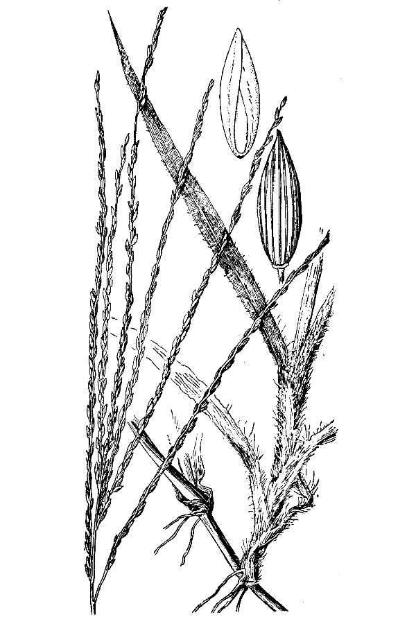Image of Simpson's Crabgrass
