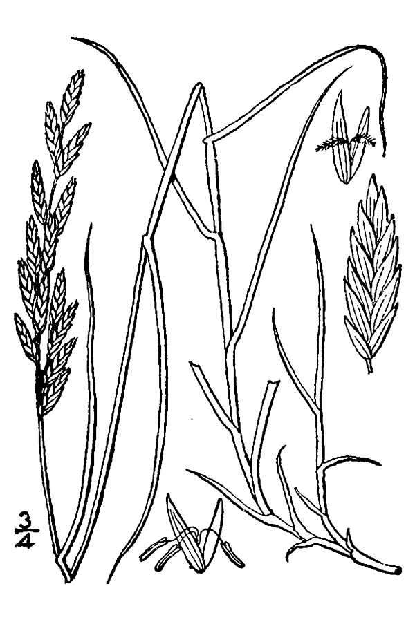 Image of saltgrass
