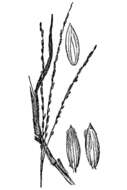 Image of Texas crabgrass