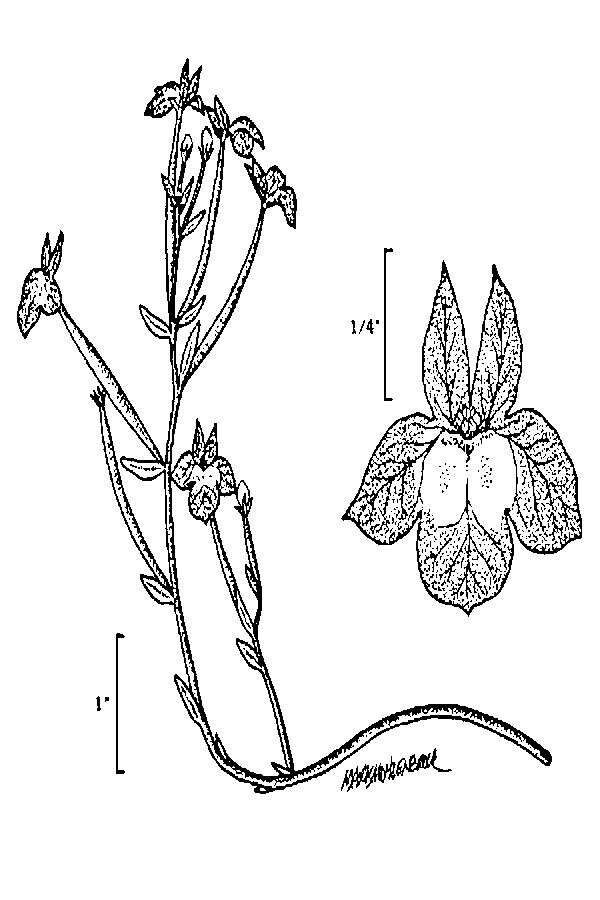 Image de Downingia bicornuta A. Gray