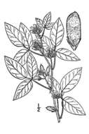 Слика од Rhynchosia tomentosa var. tomentosa