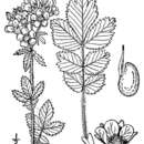 Image of tall cinquefoil