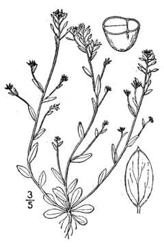 Image of shortpod draba