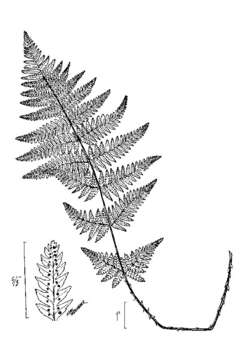Image of narrow buckler-fern