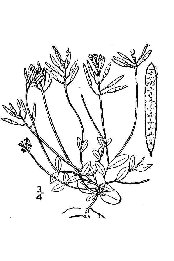 Слика од Draba reptans (Lam.) Fernald