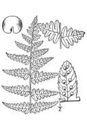 Image of crested buckler-fern