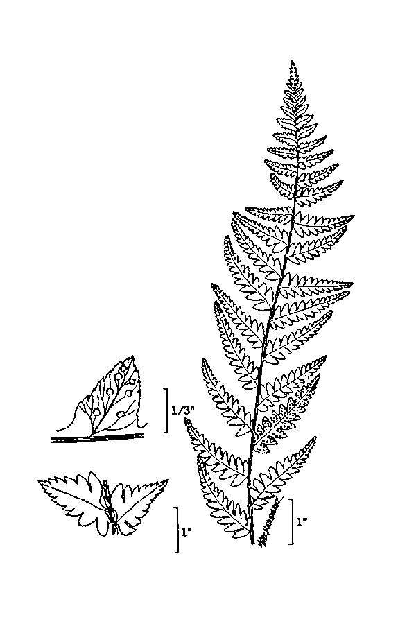 Image of crested buckler-fern