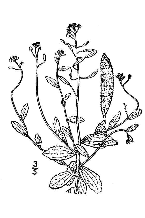 Sivun Draba cuneifolia Nutt. kuva