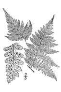 Image of spreading woodfern