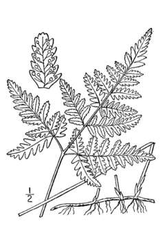 Image of Common Fern