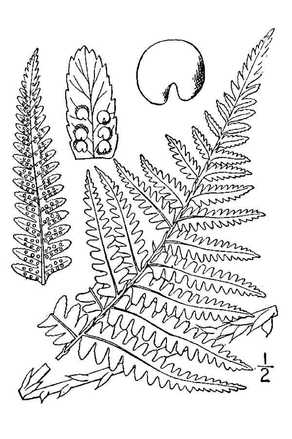 Image of male fern