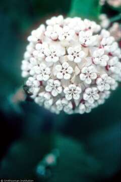 Image of redring milkweed