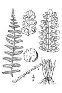 Imagem de Dryopteris fragrans (L.) Schott