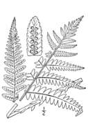 Image of Goldie's woodfern