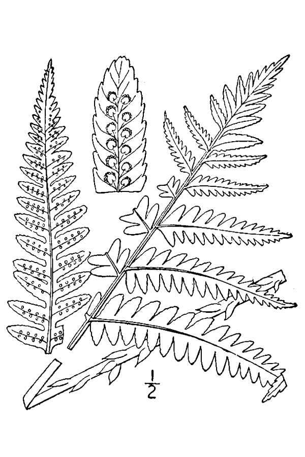 Image of Goldie's woodfern