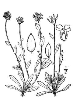 Image of twisted draba