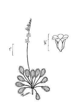 Imagem de Drosera intermedia Hayne