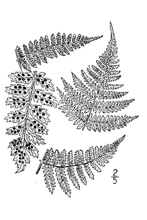 Image of intermediate woodfern