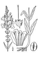 Image of Slender False Dragonhead