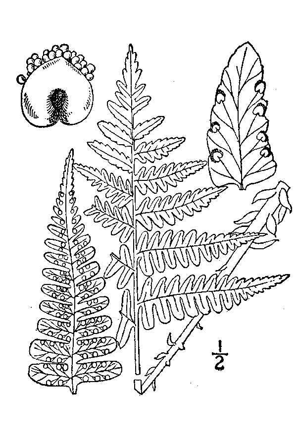 Image of marginal woodfern