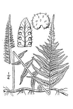 Image of New York Fern