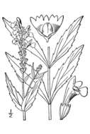 Image of Western False Dragonhead