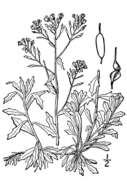 Image of branched draba