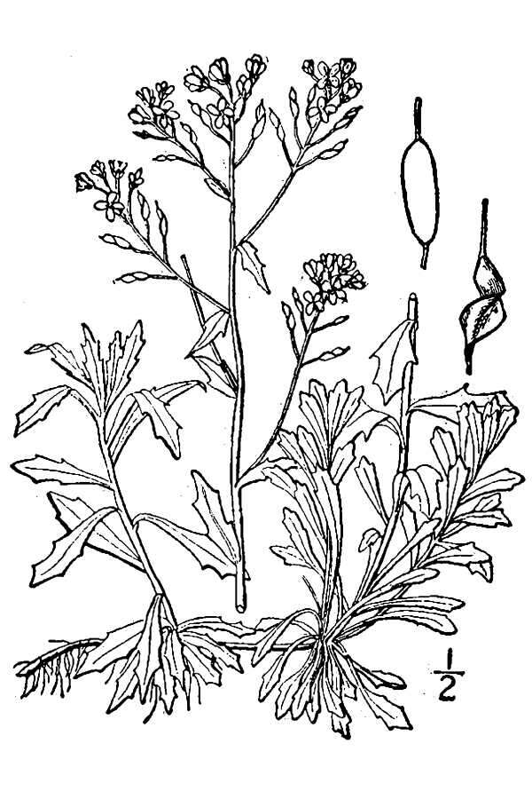 Image of branched draba