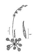 Imagem de Drosera rotundifolia L.