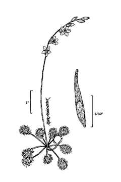 Imagem de Drosera rotundifolia L.